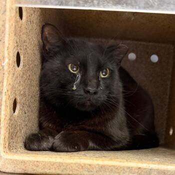 Domestic Short Hair Cats Available for Adoption in Tuscaloosa, Alabama - TUSC-Wildlife-84094 | PetCurious