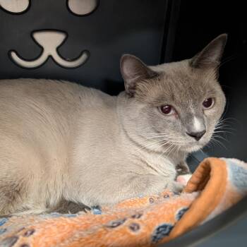 Domestic Short Hair and Siamese Cats Available for Adoption - Riot | PetCurious
