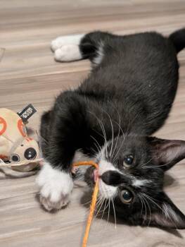 Sophie -  Domestic Short Hair Cat for Adoption in Park Row, Texas - Sophie | PetCurious