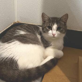 Dolly Purrton -  Domestic Short Hair Cat for Adoption in Brighton, Missouri - Dolly Purrton | PetCurious