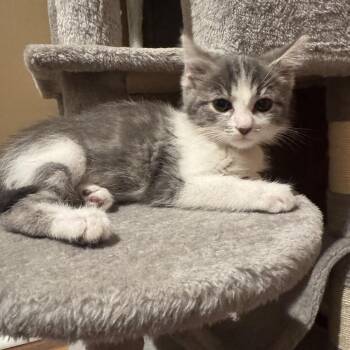 Daisy -  Domestic Short Hair Cat for Adoption in Georgetown, Kentucky - Daisy | PetCurious