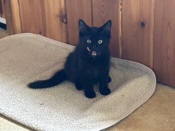 Rescue Domestic Long Hair Cats for Adoption in Eugene, Oregon - Lilly | PetCurious