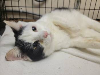 Chicka -  Domestic Short Hair Cat for Adoption in Lorain, Ohio - Chicka | PetCurious
