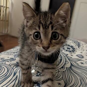 Jeremy -  Domestic Short Hair Cat for Adoption in North Port, Florida - Jeremy | PetCurious