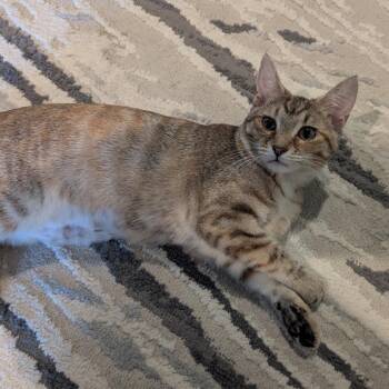 Katia -  Domestic Short Hair Cat for Adoption in La Grange, Kentucky - Katia | PetCurious