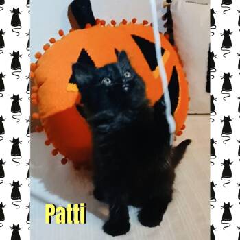 Patti -  Domestic Long Hair Cat for Adoption in Red Lodge, Montana - Patti | PetCurious