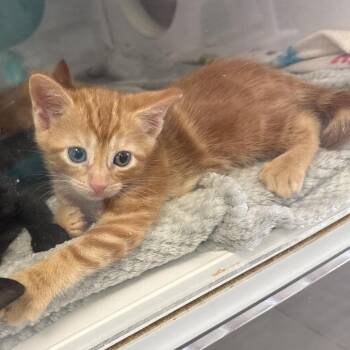 Parsley -  Domestic Short Hair Cat for Adoption in Lake Jackson, Texas - Parsley | PetCurious