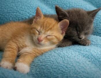 Domestic Short Hair Cats Available for Adoption in Hickory, North Carolina - Cheeseburger & Margarita  | PetCurious