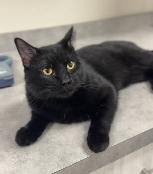 Bandit -  Domestic Short Hair Cat Available for Adoption in Bemidji, Minnesota - Bandit | PetCurious