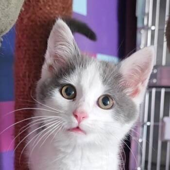 Lulu -  Domestic Short Hair Cat for Adoption in Reisterstown, Maryland - Lulu | PetCurious