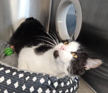 Domestic Short Hair Cats Available for Adoption in Gainesville, Texas - Tux | PetCurious