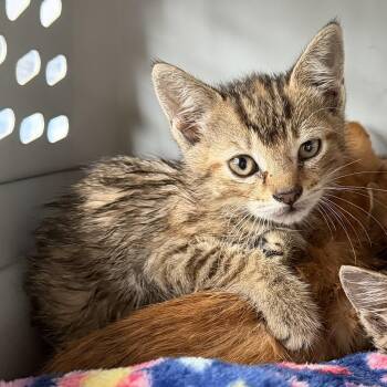 Domestic Short Hair Cats Available for Adoption in Jacksonville, Florida - Tessa | PetCurious
