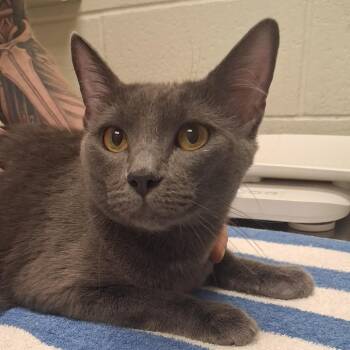 Maki -  Domestic Short Hair Cat for Adoption in Murray, Utah - Maki | PetCurious