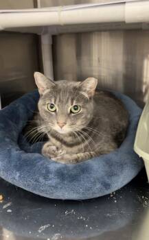 Bubbles -  Domestic Short Hair Cat Available for Adoption in Franklin Township, New Jersey - Bubbles | PetCurious