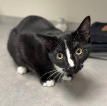 Domestic Short Hair Cats Available for Adoption - Skunk | PetCurious