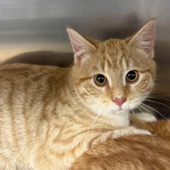 Domestic Short Hair Cats Available for Adoption - Milo | PetCurious