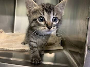 MUSE -  Domestic Short Hair Cat for Adoption in Grand Prairie, Texas - MUSE | PetCurious