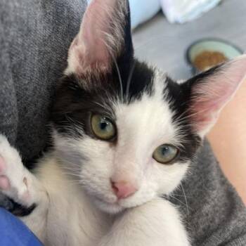 Bert -  Domestic Short Hair Cat for Adoption in Philadelphia, Pennsylvania - Bert | PetCurious