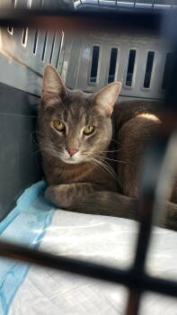 Rescue Domestic Short Hair Cats for Adoption in Los Angeles, California - Aristotle | PetCurious