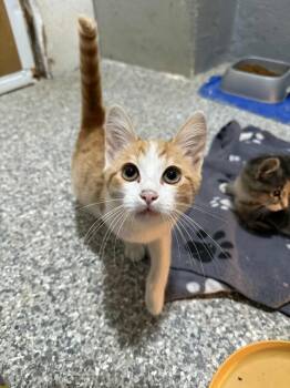 Rescue Domestic Short Hair Cats for Adoption in Antioch, California - Raziel | PetCurious