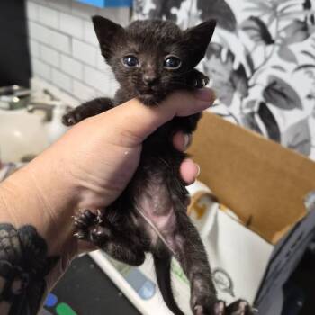 Domestic Short Hair Cats Available for Adoption in Wahiawa, Hawaii - Hana | PetCurious