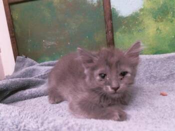 A2084140 -  Russian Blue and Domestic Short Hair Cat for Adoption in Houston, Texas - A2084140 | PetCurious