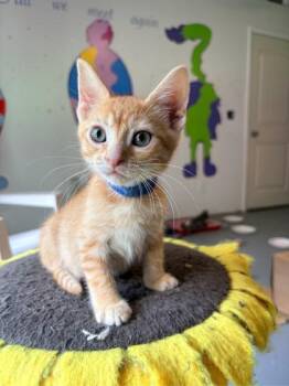 Neville $50 -  Domestic Short Hair Cat for Adoption in Seneca, South Carolina - Neville $50 | PetCurious