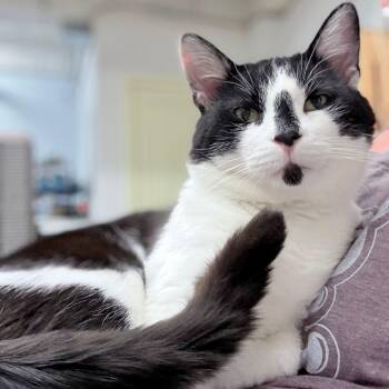 Rescue Domestic Short Hair Cats for Adoption in Philadelphia, Pennsylvania - Quibble | PetCurious