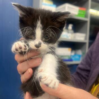 Domestic Short Hair Cats Available for Adoption in Summerlee, West Virginia - Bobby | PetCurious