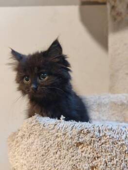 Rescue Domestic Medium Hair Cats for Adoption - Lycan | PetCurious