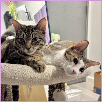 Rescue Domestic Short Hair Cats for Adoption - Tiana & Belle | PetCurious