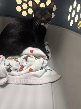 LEXUS -  Domestic Short Hair Cat for Adoption in Dallas, Texas - LEXUS | PetCurious