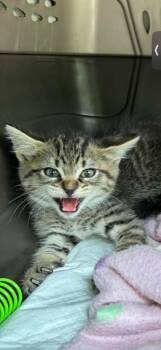Domestic Short Hair Cats Available for Adoption in Newnan, Georgia - *Bonaire | PetCurious
