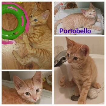 Portobello -  Domestic Short Hair Cat for Adoption in Newberg, Oregon - Portobello | PetCurious