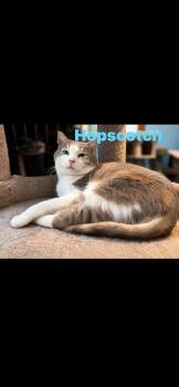 Hopscotch -  Domestic Short Hair Cat for Adoption in Springdale, Pennsylvania - Hopscotch | PetCurious