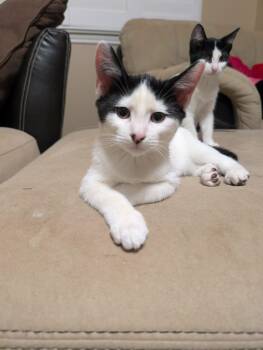 Rescue Domestic Short Hair Cats for Adoption in Park Row, Texas - Angus | PetCurious