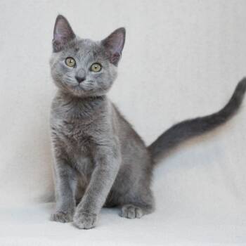 Parker -  Domestic Short Hair Cat for Adoption in Sunnyvale, California - Parker | PetCurious