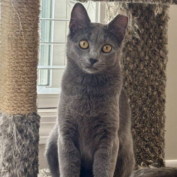 Rescue Domestic Short Hair Cats for Adoption in Winchendon, Massachusetts - Baskin | PetCurious