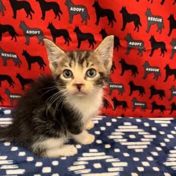 Sprite -  Domestic Short Hair Cat for Adoption in Washburn, Missouri - Sprite | PetCurious