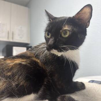 Domestic Short Hair Cats Available for Adoption in Riverside, California - Honey Muffin | PetCurious