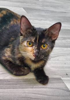 Domestic Short Hair Cats Available for Adoption in Chicago, Illinois - Ember | PetCurious