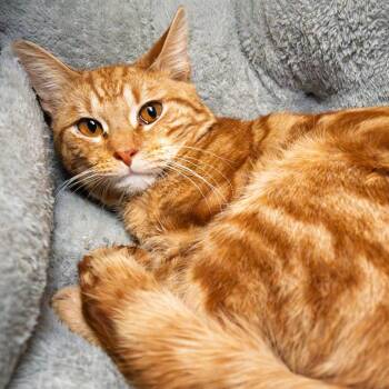 Domestic Short Hair Cats Available for Adoption - Waffle House | PetCurious