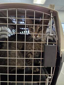 A137271 -  Domestic Short Hair Cat for Adoption in Palmetto, Florida - A137271 | PetCurious