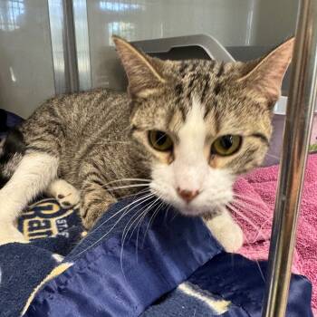 Rescue Domestic Short Hair Cats for Adoption in Saint Charles, Missouri - Khakis | PetCurious