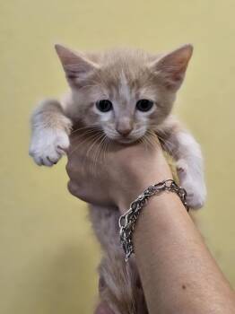 Rescue Domestic Short Hair Cats for Adoption in Rockwall, Texas - Issac | PetCurious