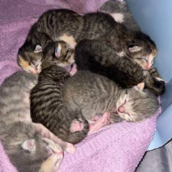 Domestic Short Hair Cats Available for Adoption in Bentonville, Arkansas - Lewis | PetCurious