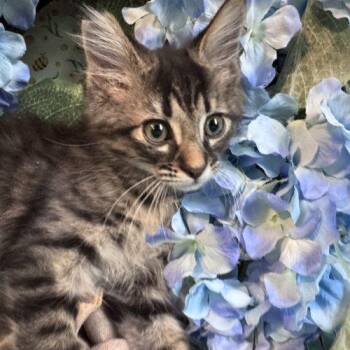 Love Shack -  Domestic Medium Hair Cat for Adoption in Toms River, New Jersey - Love Shack | PetCurious
