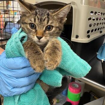 Moon -  Domestic Short Hair Cat for Adoption in Birmingham, Alabama - Moon | PetCurious