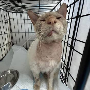 FOREST -  Domestic Short Hair Cat for Adoption in San Antonio, Texas - FOREST | PetCurious