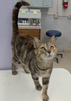 Rescue Domestic Short Hair Cats for Adoption in Mount Vernon, Ohio - Celine | PetCurious